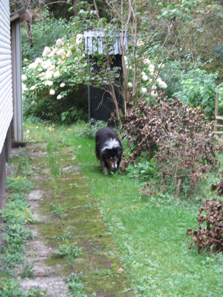 Hund som kollar läget