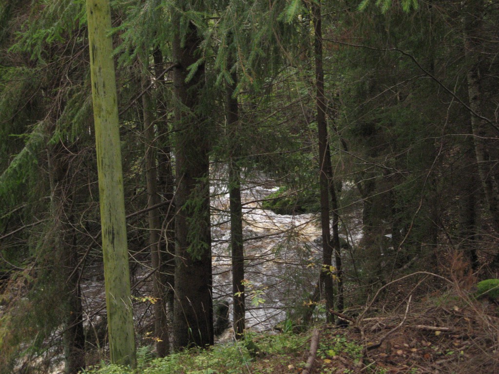En bäck