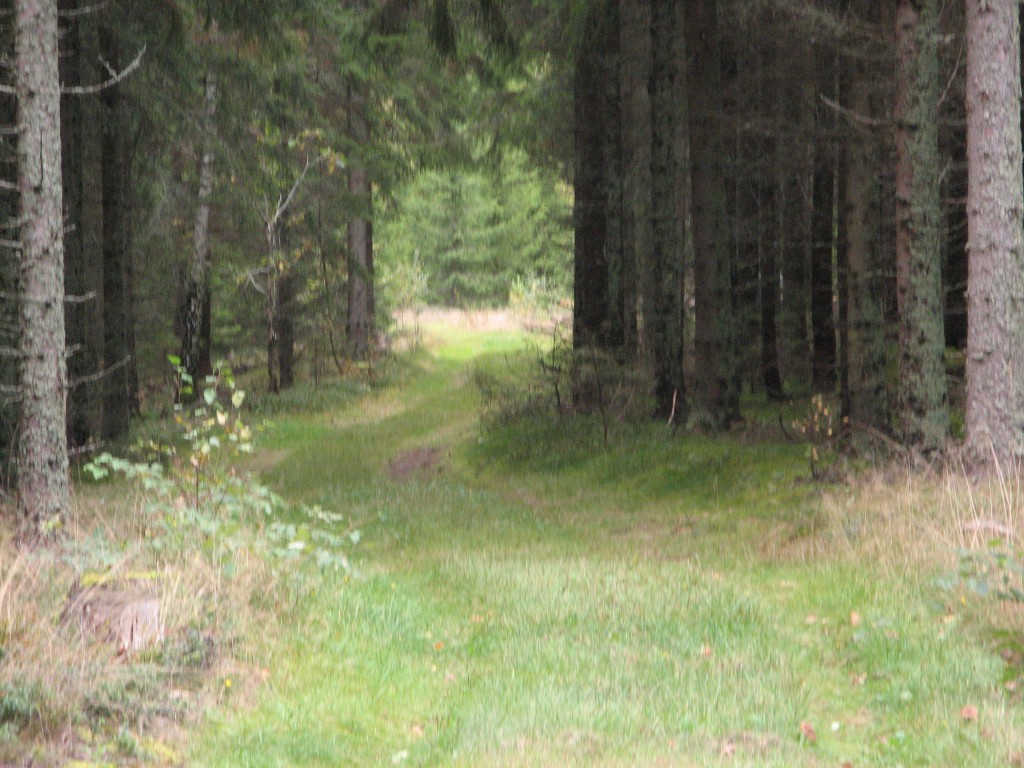 Skogsbild med en väg 