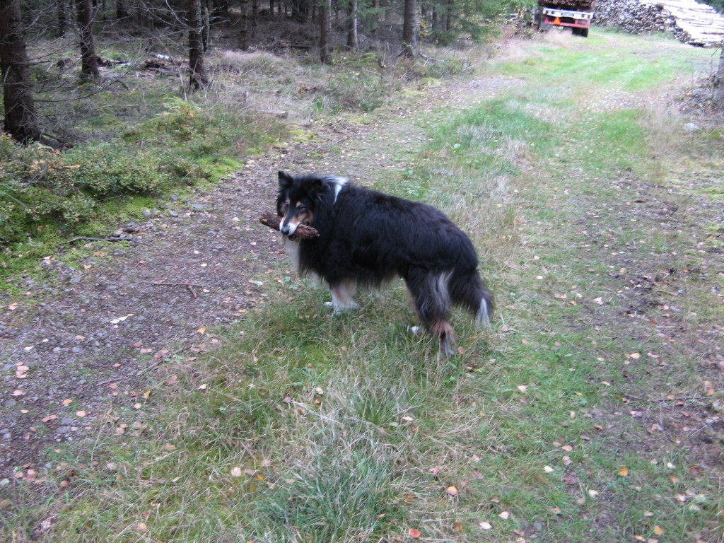 Hund med en pinne i munnen