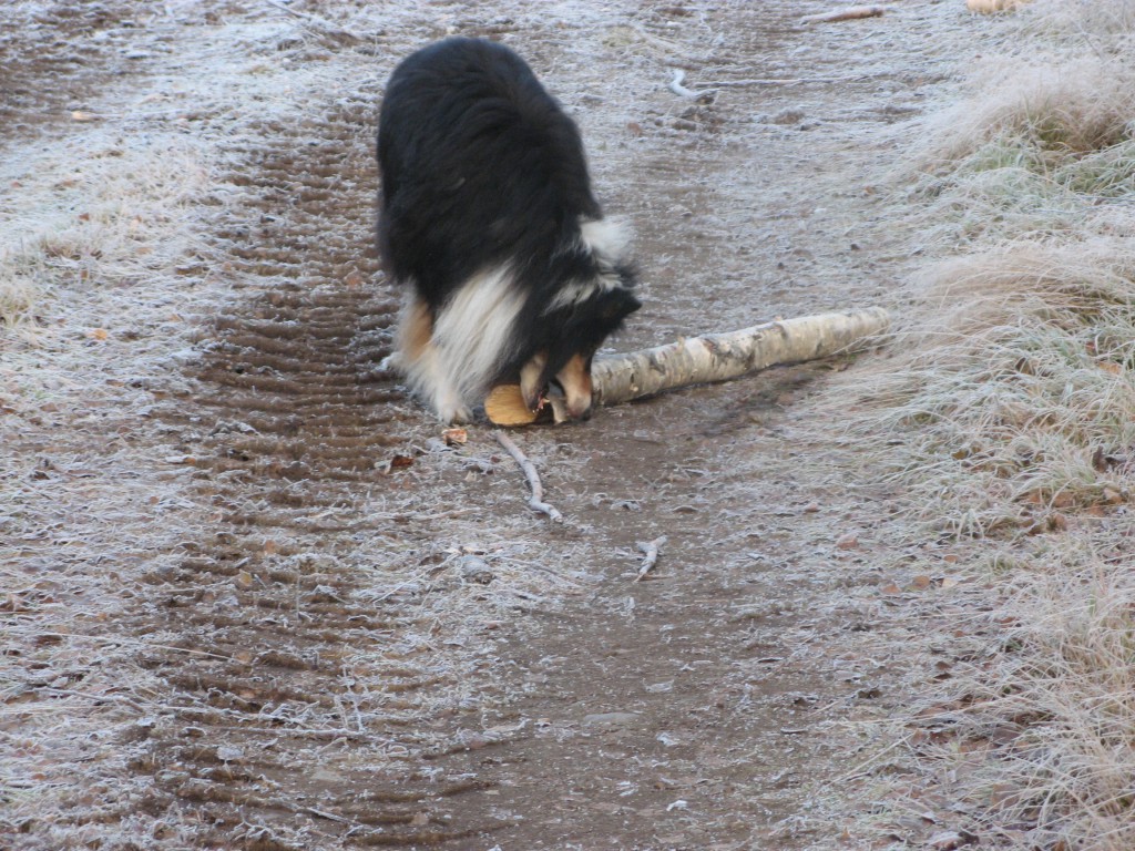 Hunden Calle med en stock