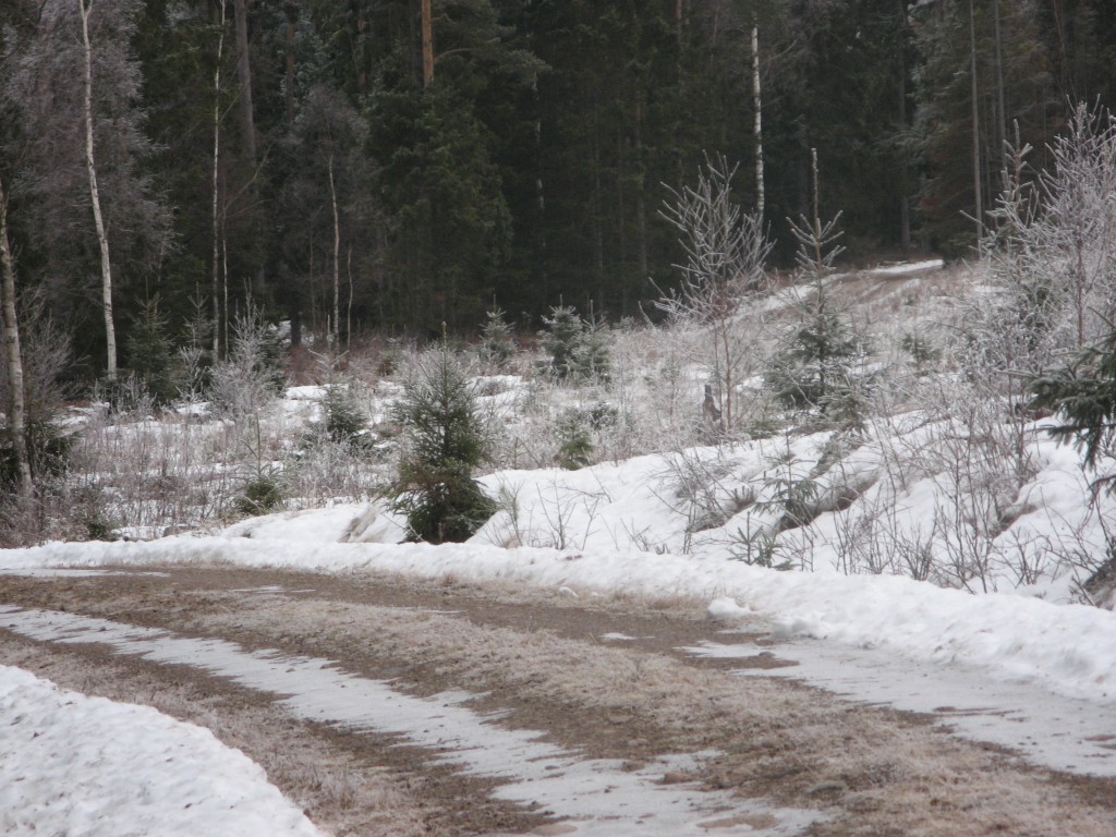 Snöigt