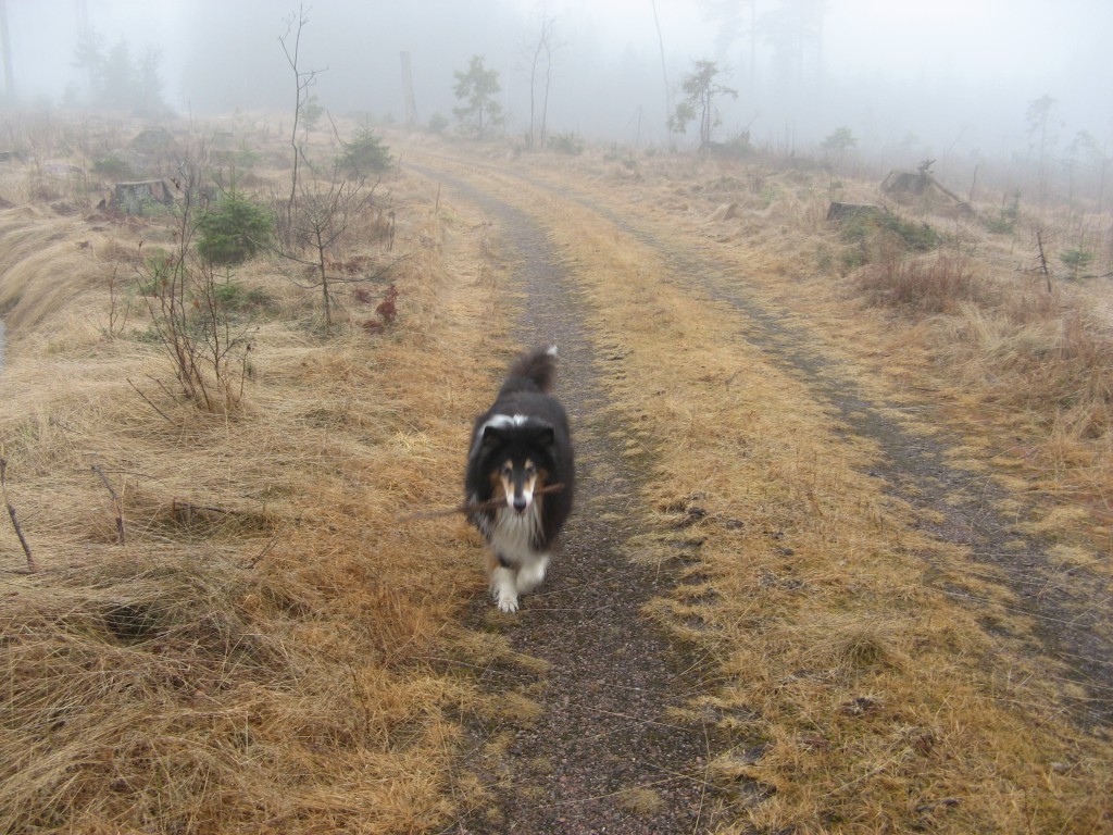Collie med pinne