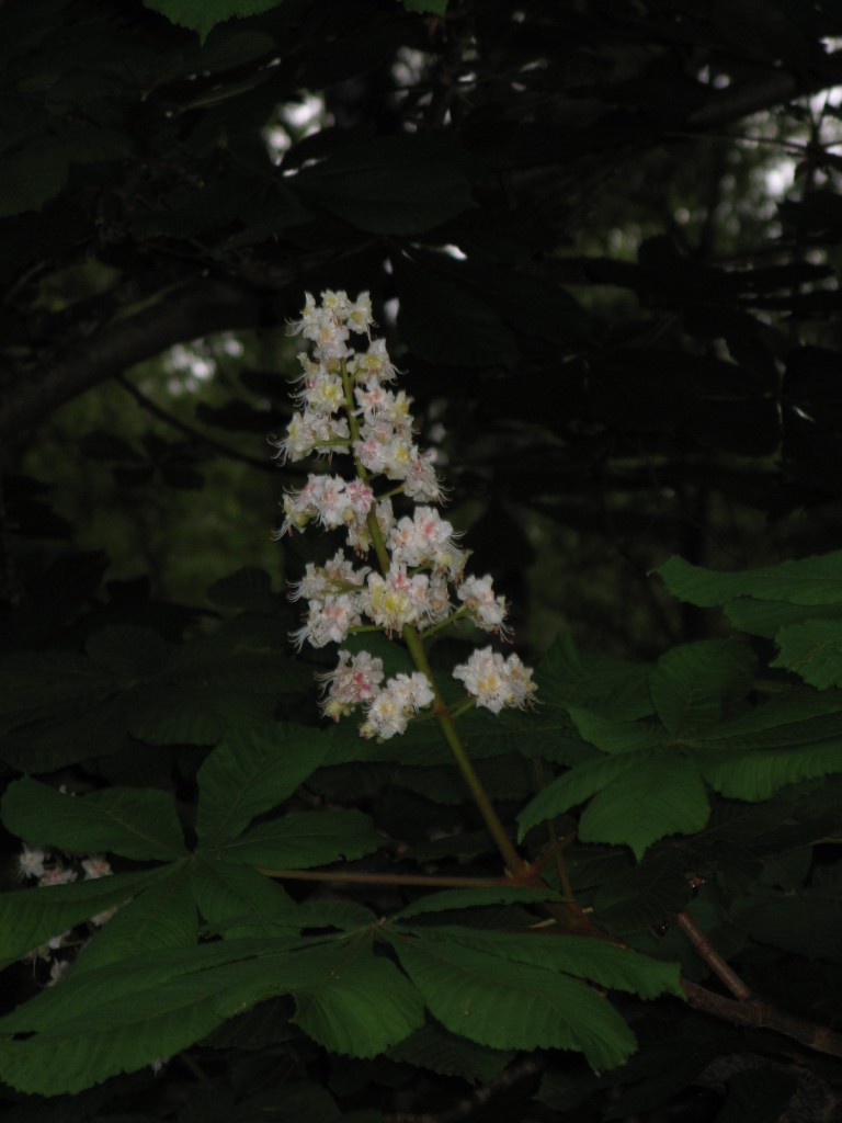 Kastanjblomma