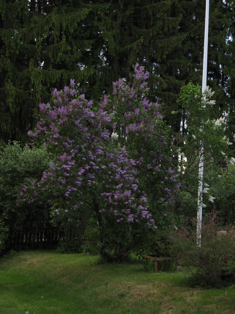 Blommande syren