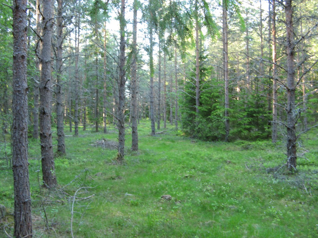 Tallskog
