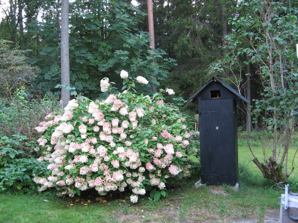 Blommande buske