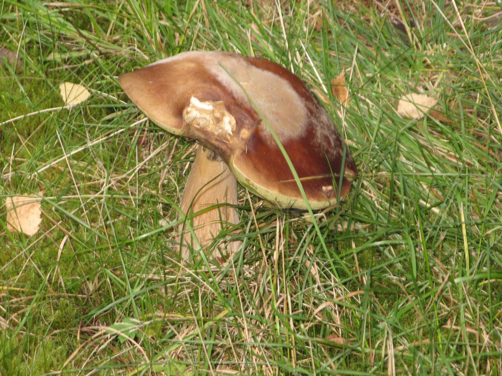 svamp