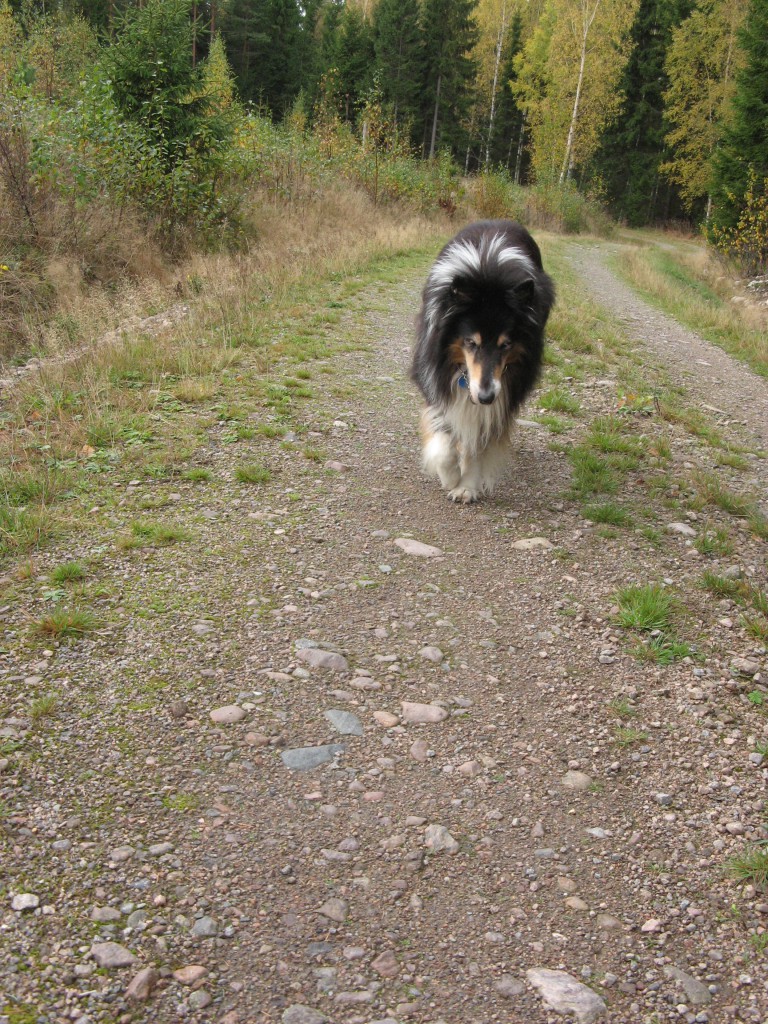 Calle knatar på