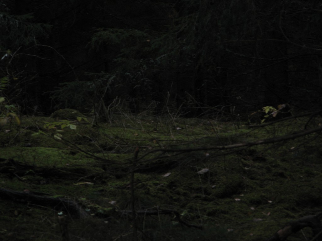 trollskog