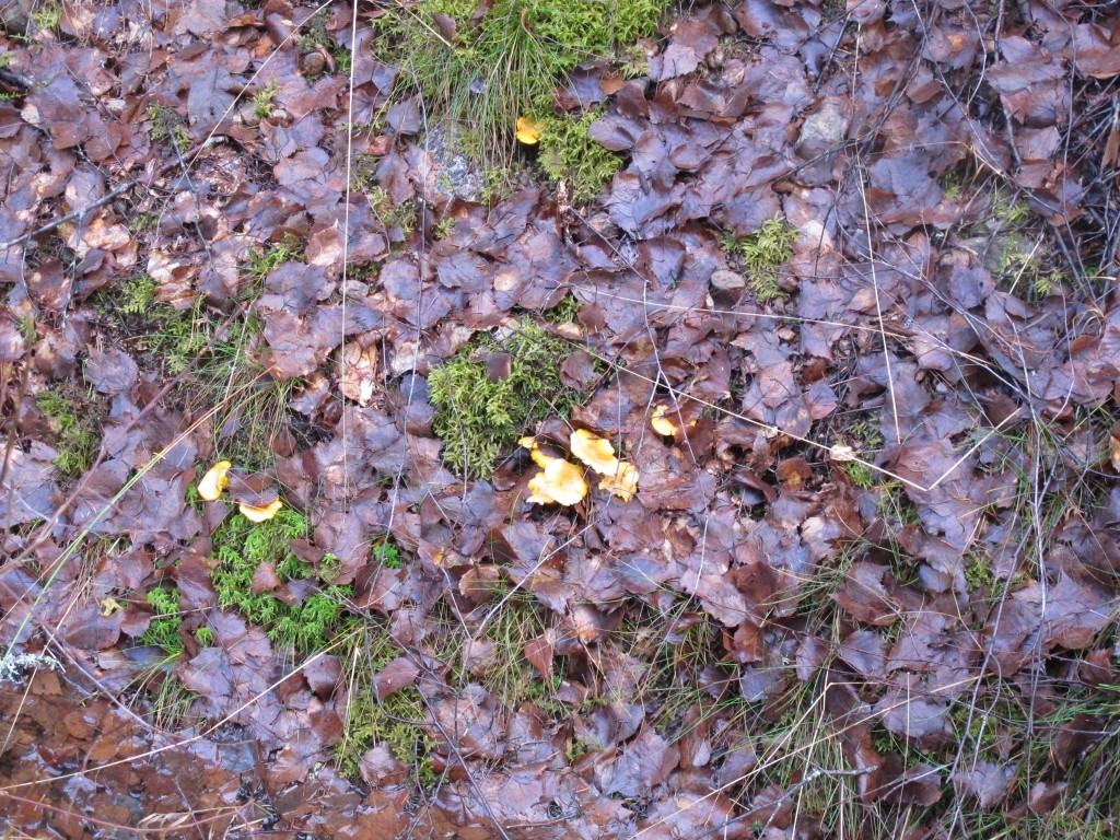 Kantareller