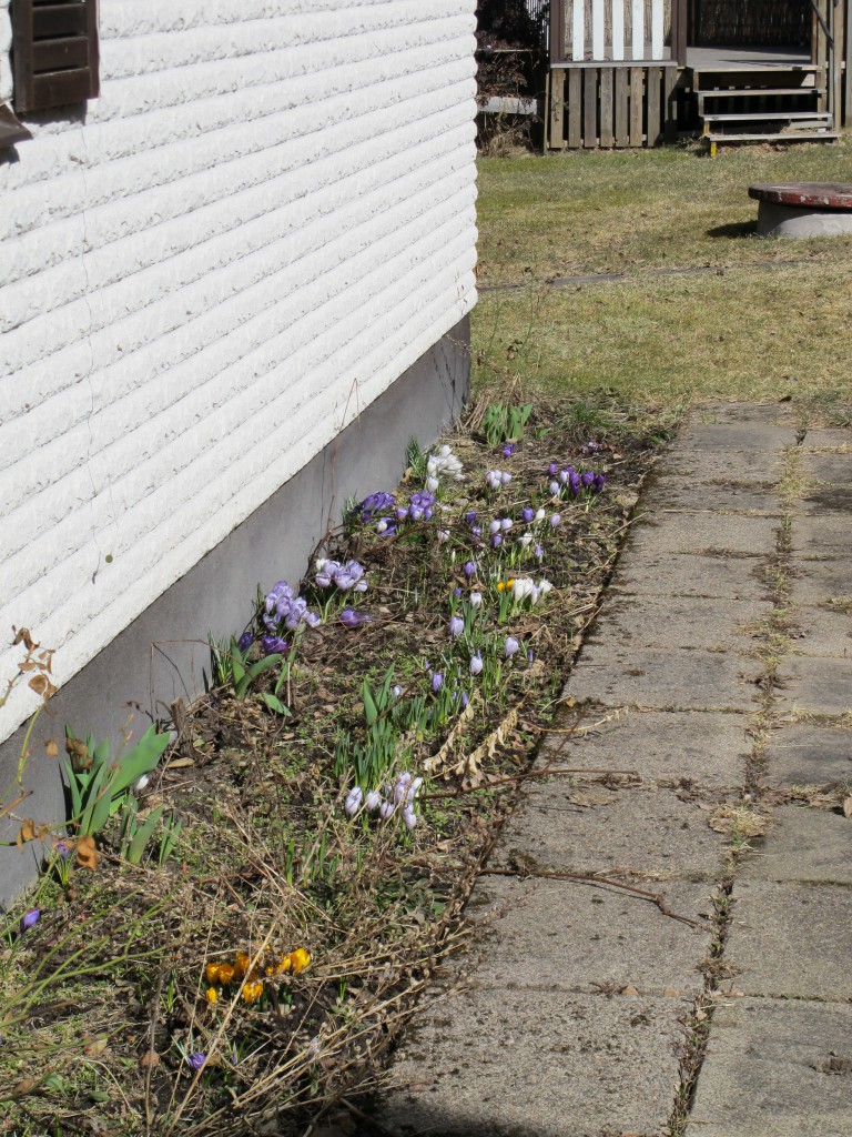Vårblommor, krokusar