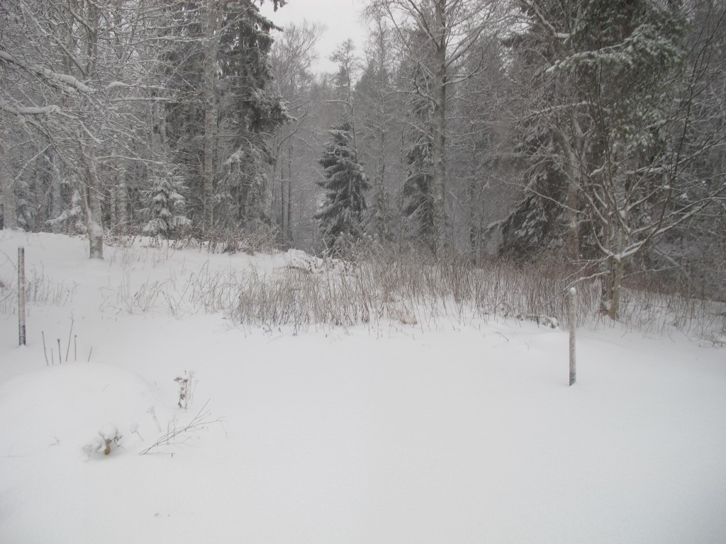 Snö