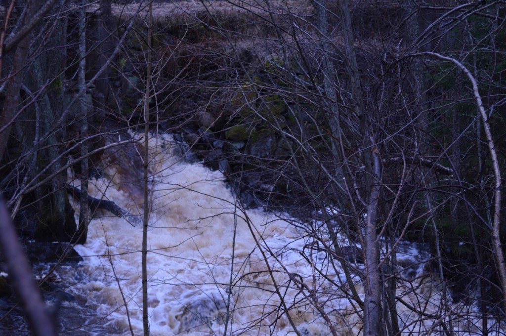 vårflod i Sågbäcken 2013