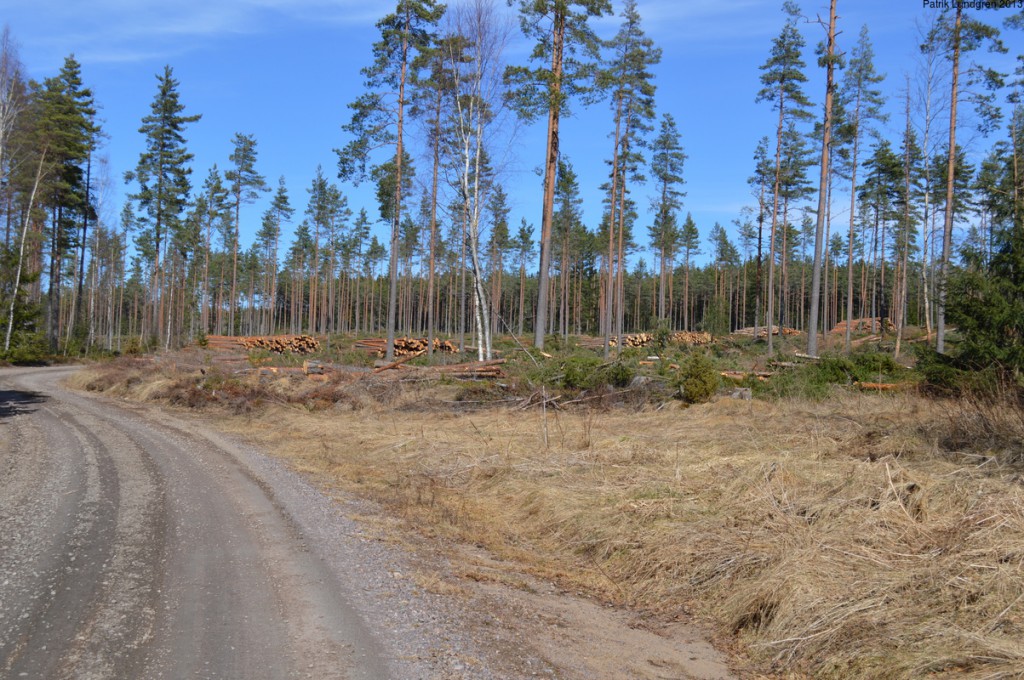 Skövlad skog