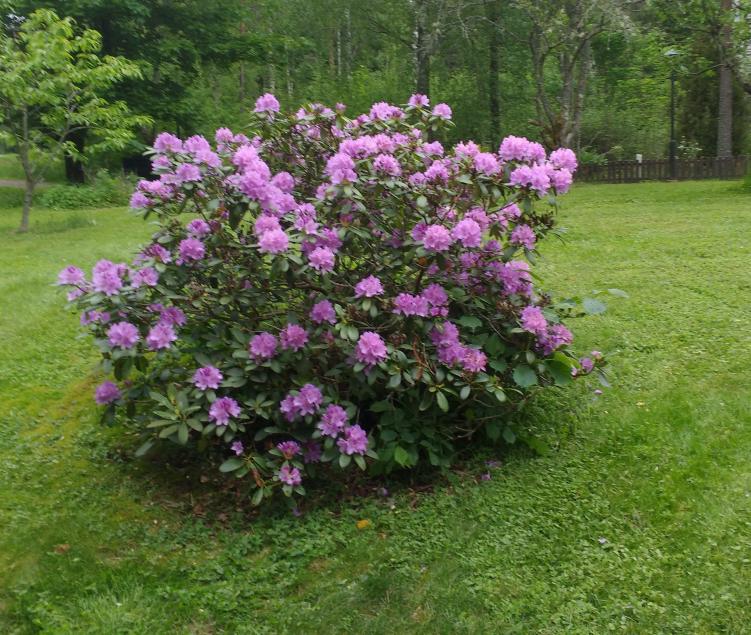 Rhodedendron