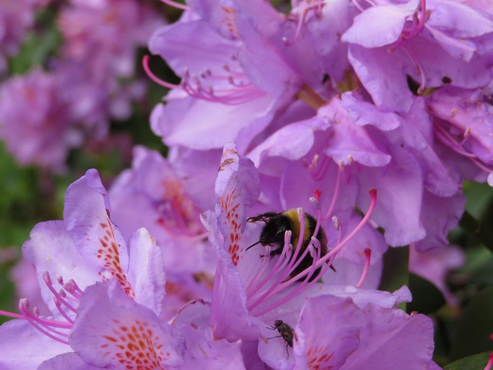 Humla i blomma