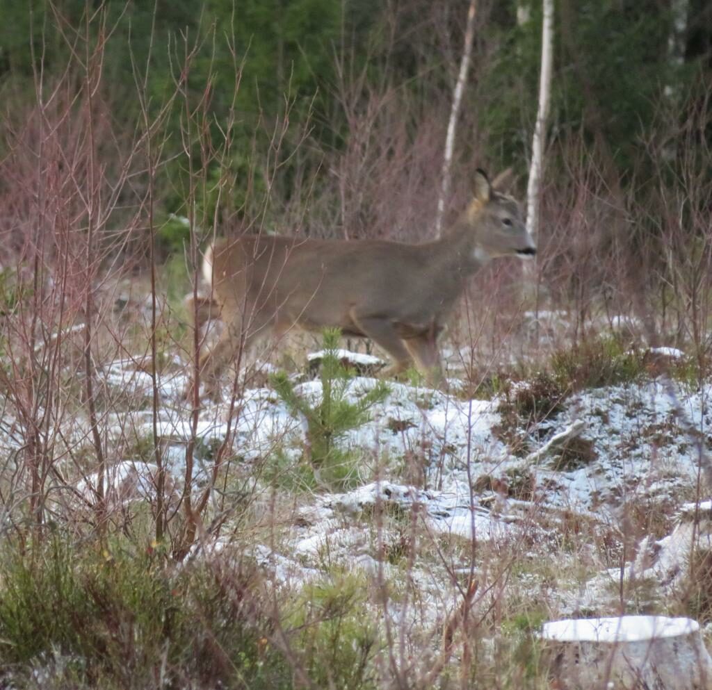 Rådjur
