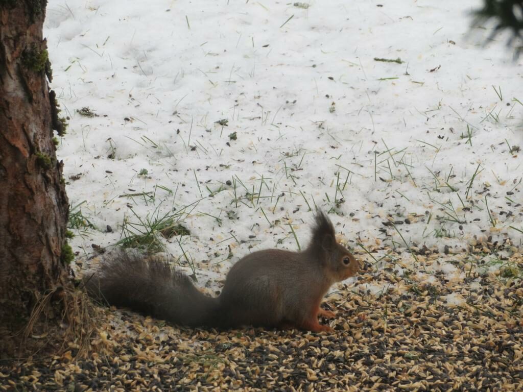 Ekorre med frön i förgrunden och snö i bakgrunden